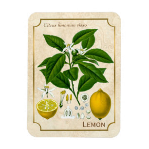 Vintage KräuterPflanzen-Zitronen-Frucht-botanisch Magnet