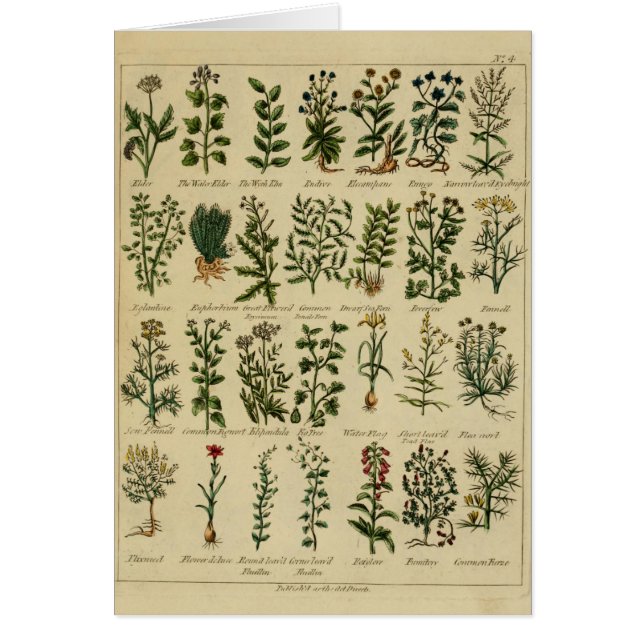 Vintage Kräuterpostkarten-Reihe - 4 (Vorne)
