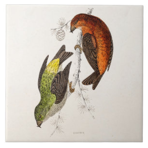 Vintage-Kreuzschnabel-Vogelillustration aus dem 19 Fliese