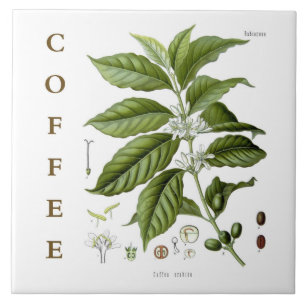 Vintage-Küchenkunst: Kaffeepflanze & Blumen Fliese