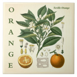 Vintage-Küchenkunst: Orangen-Zitrusbaum-Blüten Fliese
