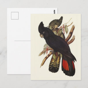 Vintage-Kunst des Rotschwanz-Raben kakadus von Joh Postkarte