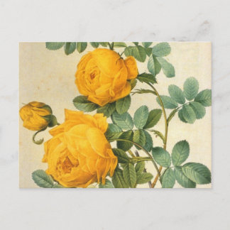 Vintage-Kunst-Gelbe-Rosen-Postkarte Postkarte