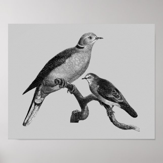 Vintage Kunsttauben bei Zweigtieren Poster (Vorne)