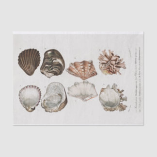 Vintage Küstenseashell Seidenpapier