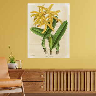 Vintage Laelia Flammea Orchid Blume Poster