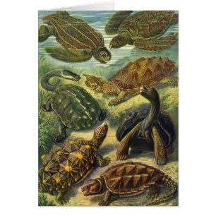 Vintage Landschildkröten und Meeresschildkröten vo