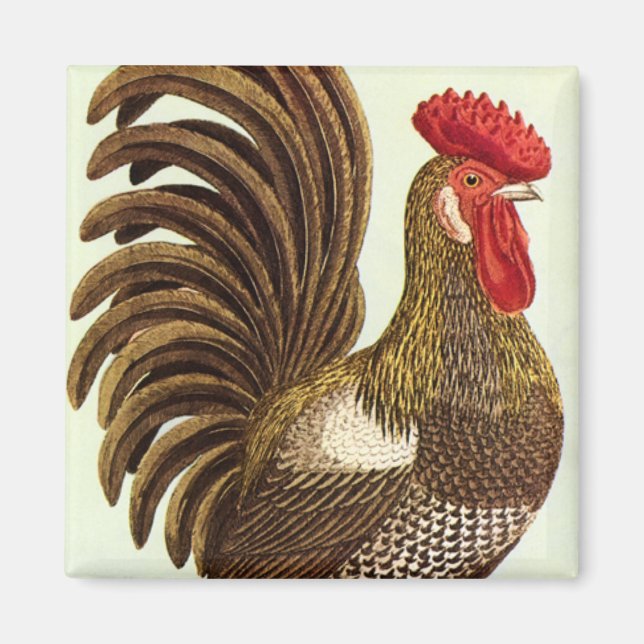 Vintage Landtiere Hühner, Stolz Magnet (Vorne)