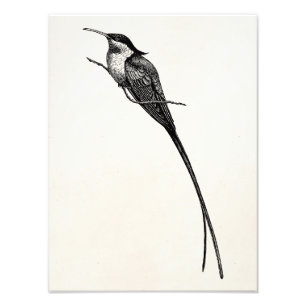 Vintage-Langschwanz-Kolibri-Illustration Fotodruck