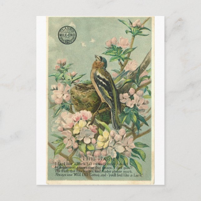 Vintage Lark Bird Postkarte (Vorderseite)