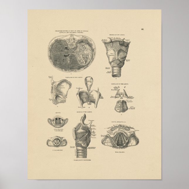 Vintage Larynx Anatomie 1880 Print Poster (Vorne)