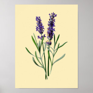Vintage Lavendel-Blume #3 Poster