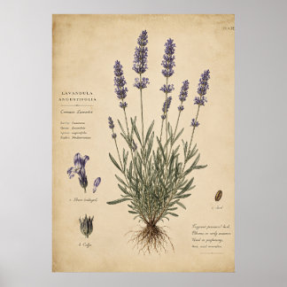 Vintage-Lavendel-Botanik-Kunstprint Poster