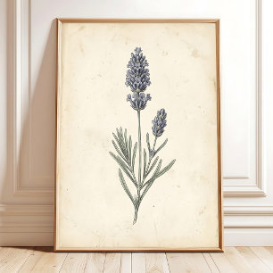 Vintage-Lavendel-Botanik-Wandkunst Poster
