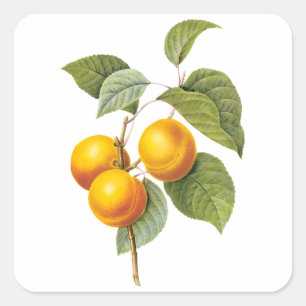 Vintage-Lebensmittel-Frucht, Aprikose Pfirsich von Quadratischer Aufkleber