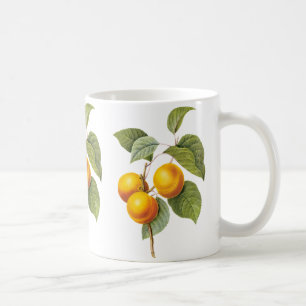 Vintage-Lebensmittel Obst, Aprikose Pfirsich von R Kaffeetasse