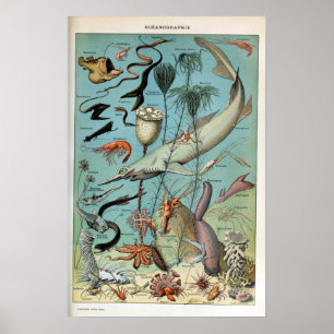 Vintage Lebewesen des Meereslebens Poster