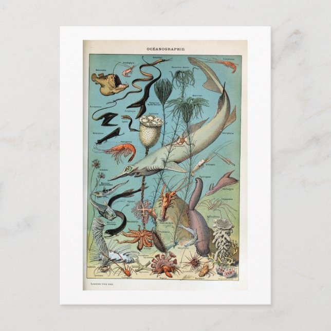 Vintage Lebewesen des Ozeanlebens Postkarte (Vorderseite)