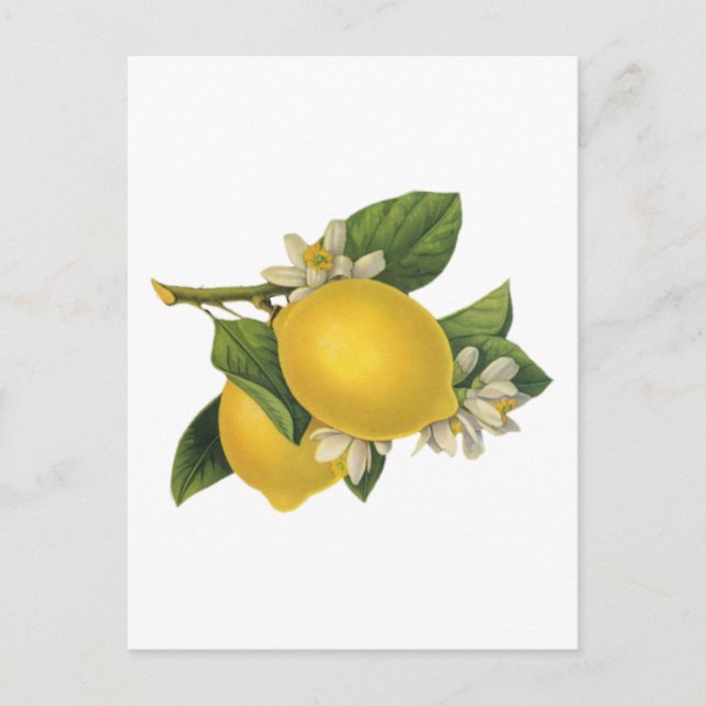 Vintage Lemons-Illustration Postkarte (Vorderseite)