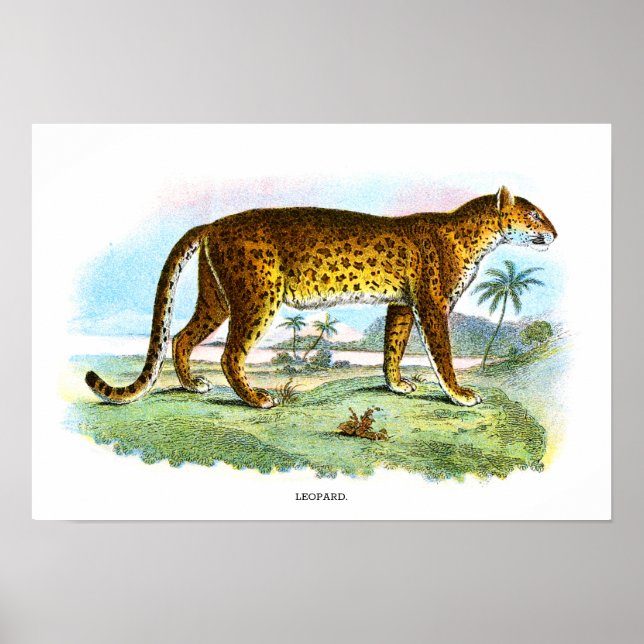 Vintage Leopardendarstellung Poster (Vorne)