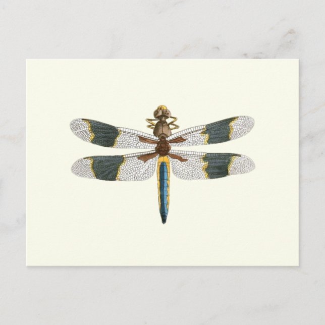 Vintage Libelle Zeichnend antike Insektenkunst Postkarte (Vorderseite)