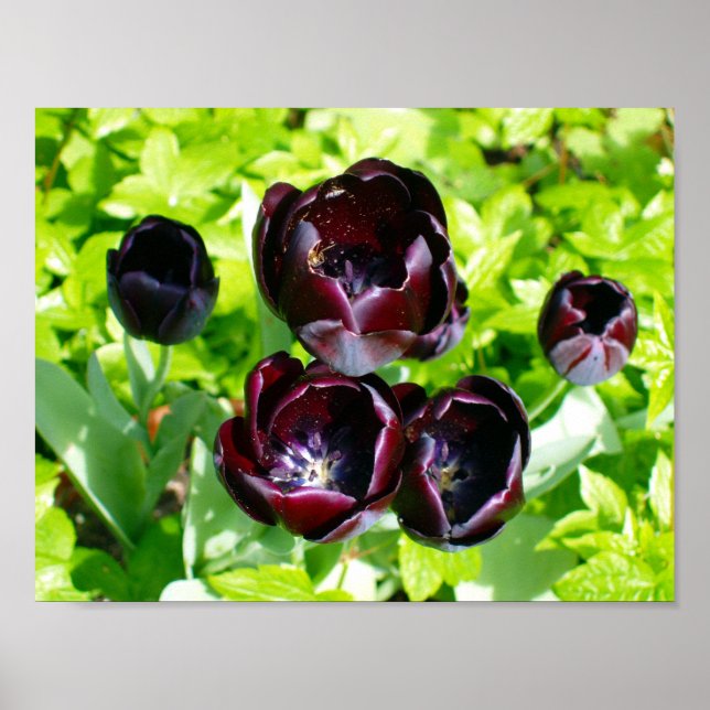 Vintage Lila Black Green Tulips Blume Holland Poster (Vorne)