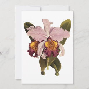 Vintage Lila Cattleya Orchid, tropische Blume