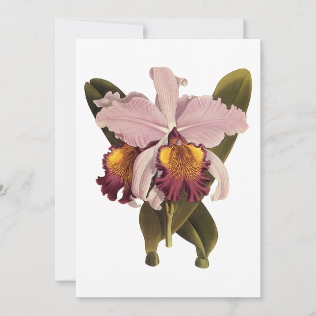 Vintage Lila Cattleya Orchid, tropische Blume (Vorderseite)