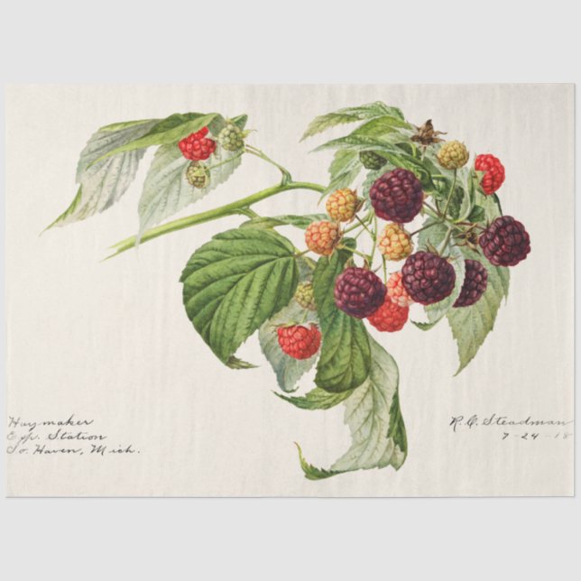 Vintage Lila Himbeere Seidenpapier (Vorderseite)