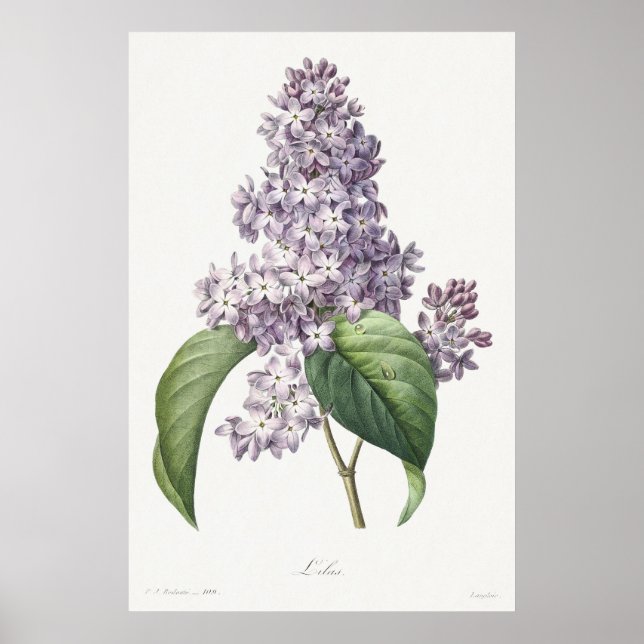 Vintage Lilac Botanical Sketch Art Poster (Vorne)