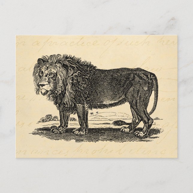 Vintage Lion Illustration - Afrikanisches Tier der Postkarte (Vorderseite)
