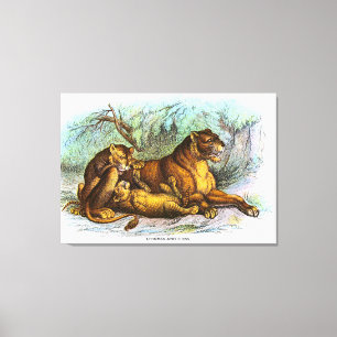 Vintage Lioness- und Cubs-Tierdarstellung Leinwanddruck