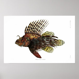 Vintage Lionfische Poster