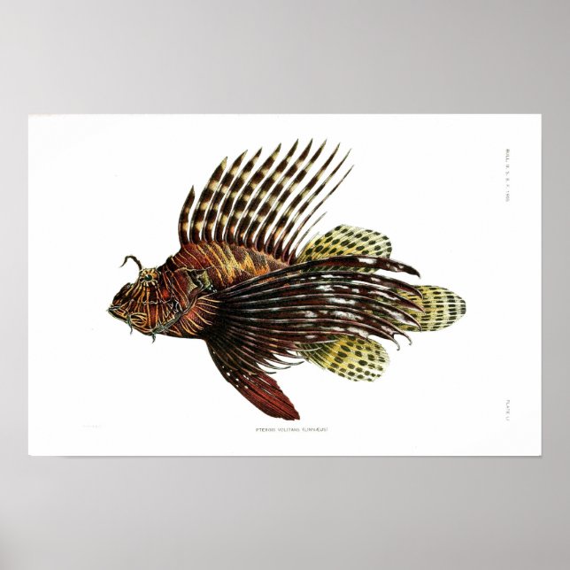 Vintage Lionfische Poster (Vorne)