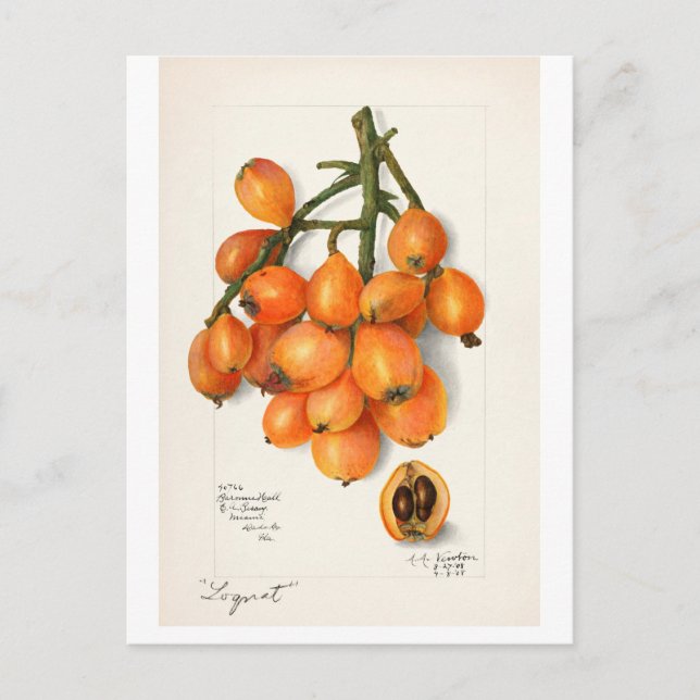 VINTAGE "LOQUATS" AMANDA ALMIRA NEWTON POSTKARTE (Vorderseite)