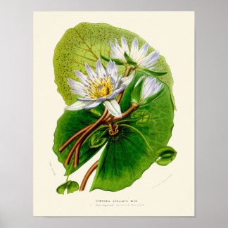 Vintage-Lotus-Botanikdruck Poster