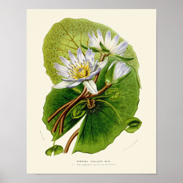 Vintage-Lotus-Botanikdruck Poster (Vorne)