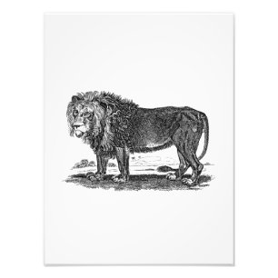 Vintage Löwe-Illustration - Tier des Fotodruck