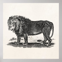 Vintage Löwen-Illustration - Afrikanisches Tier 18