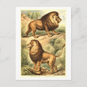 Vintage Löwen-Illustration Postkarte