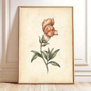 Vintage Löwenmäulchen Botanische Wandkunst Leinwan Poster