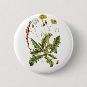 Vintage Löwenzahn-Illustration Button