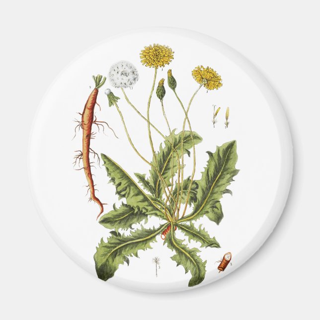 Vintage Löwenzahn-Illustration Magnet (Vorne)