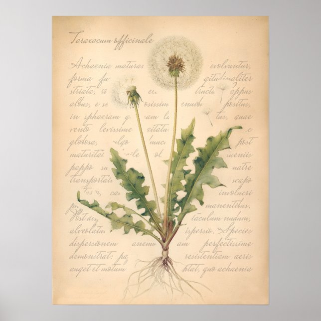 Vintage Löwenzahn-Samenkopf Botanisches Poster (Vorne)