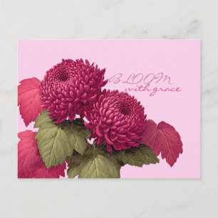 Vintage Magenta Chrysanthemen-Botanik Postkarte