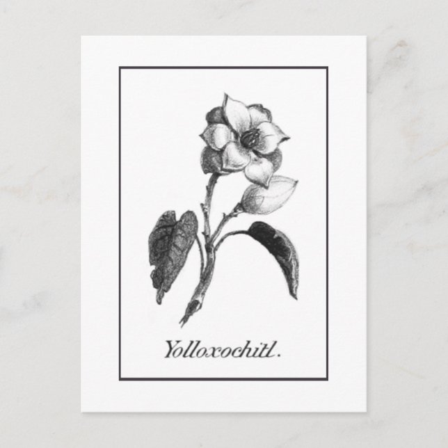 Vintage Magnolia-Blume-Ätzkarte Postkarte (Vorderseite)