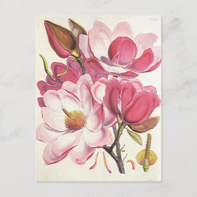 Vintage Magnolia Tree Blossom, Rosa Garten Blume Postkarte (Vorderseite)