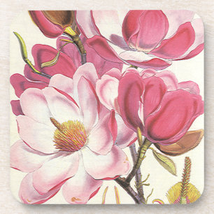 Vintage Magnolienbaumblüte, rosa Gartenblumen Getränkeuntersetzer
