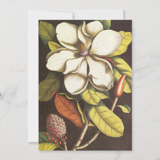 Vintage Magnolische Blume Pflanze mit Saatgut (Vorderseite)