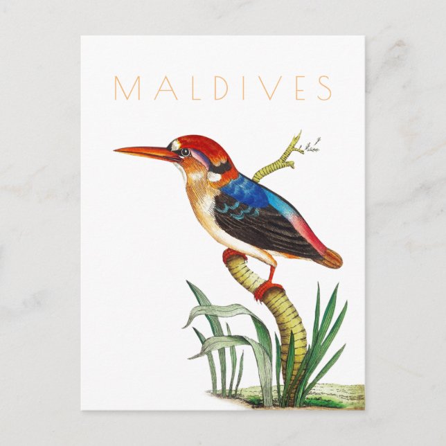 Vintage Malediven wandern tropischen Vogel Mitte J Postkarte (Vorderseite)